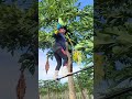 #trabalhoduro #colheita #roca #colheita #fruitfarm
