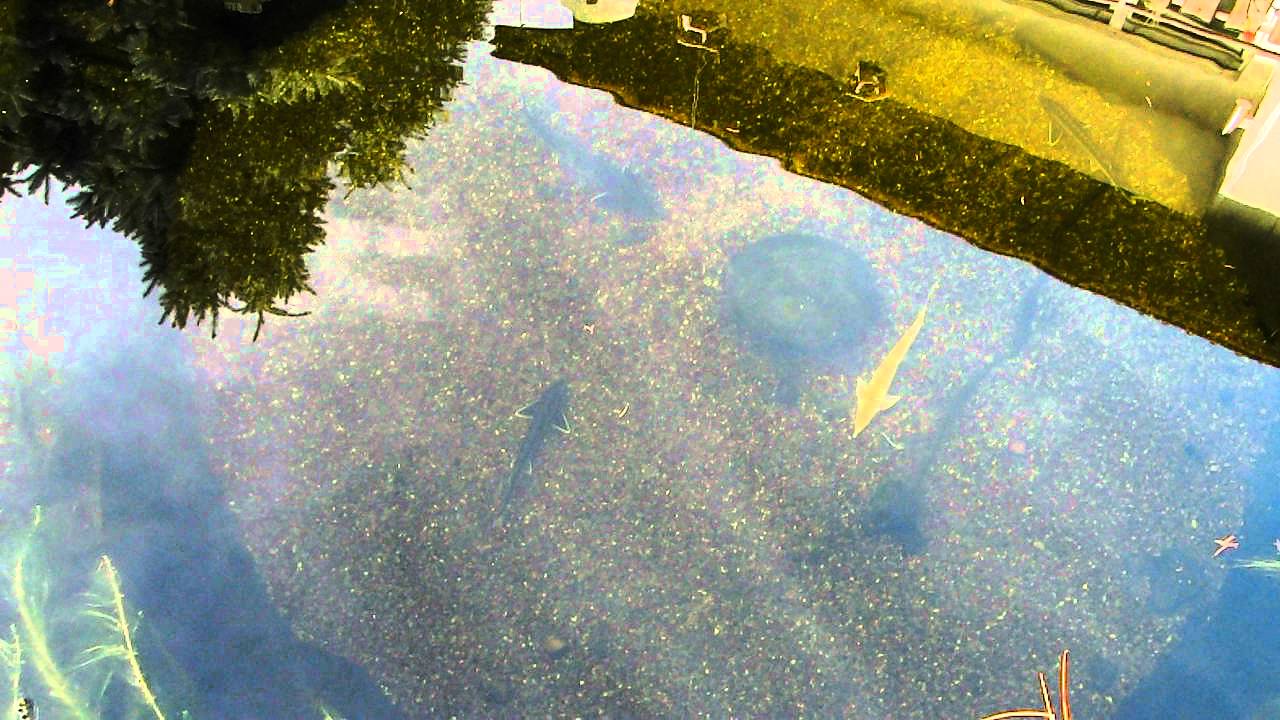 31+ Koi Teich Ohne Uvc, Es gibt auch tage wo.