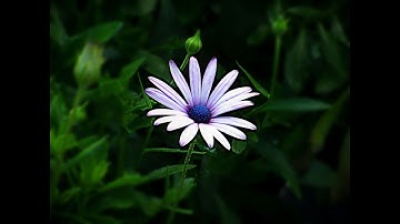 Toolwiz Photos Tutorial - Depth of Field