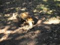 Adorable fluffy little kitten hunts and catches a squirrel tail