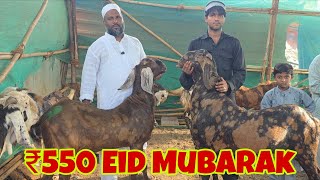 Antophill Bakra Mandi Eid Day 1 | ₹550 Kg Main 100 Kg Tak Ke Bakre | Abudiet Antophill Liyakat Bhai.