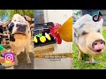 Funniest farm animals of tik tok and instagram  the gentle barn funnys compilation