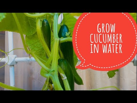 Are Hydroponic Cucumbers 90% Water?