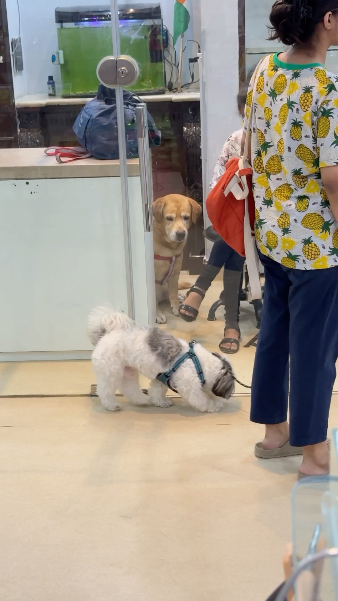 Leo ki shopping? #shorts |Anant Rastogi
