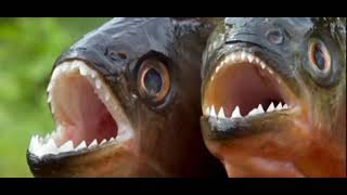 Amazon jungle ke behad Khatarnak janwar #wildlife #wildlifeentertainment #animals 