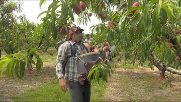 🚜 Labor Shortages & Rising Costs: Can the H-2A Program Save U.S. Farmers? 🍑🧅