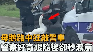 母鵝跪在路中攔下警車警察好奇跟隨前去下一秒卻淚流滿面...