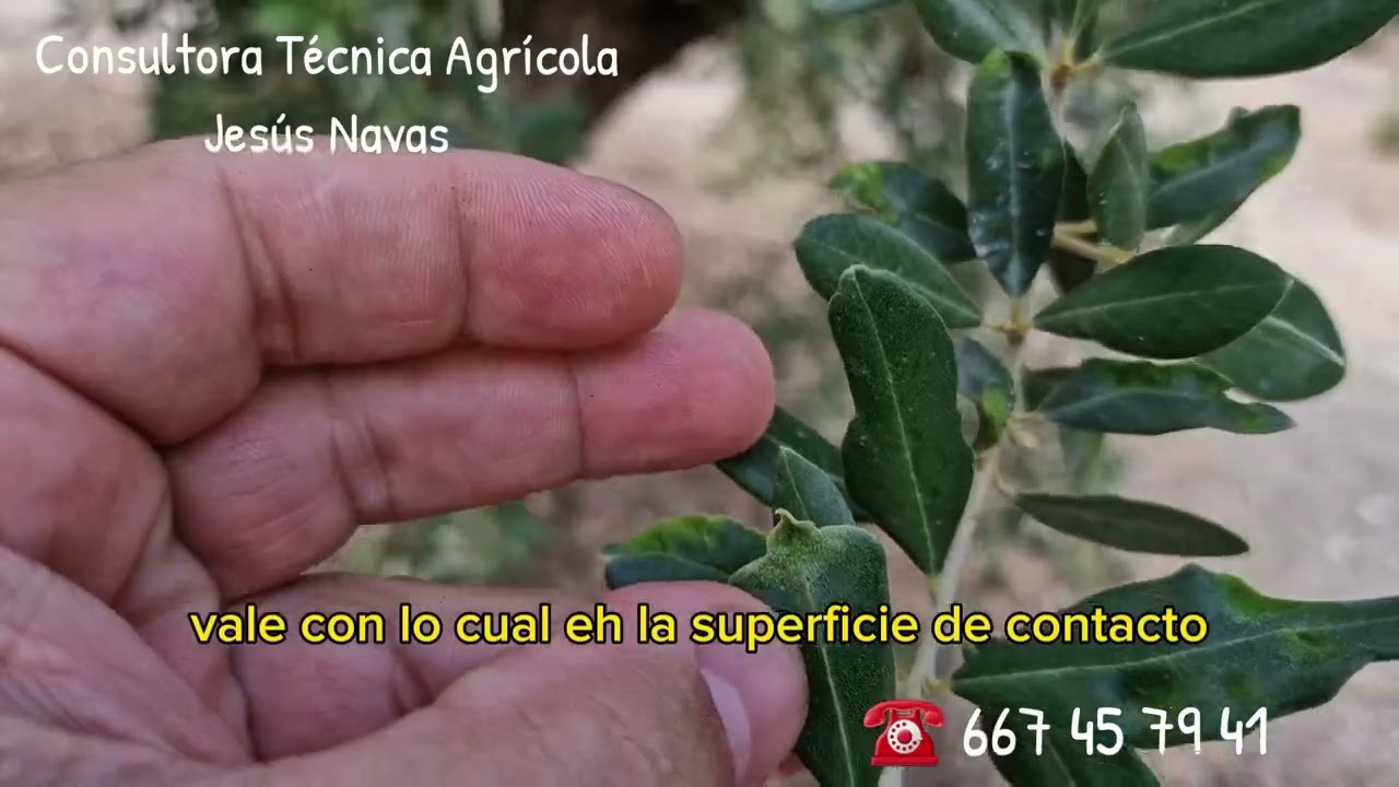 ARAÑA EN OLIVO Y ACEITUNA 🫒
