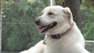 Free adoptions for shelter animals in Jacksonville