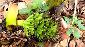 Độc Lạ Chuối Trổ Buồng Dưới Gốc | Chặt Cây Vẫn Trổ Quày