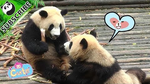 【Panda Top3】A fight between two pandas over the most delicious bamboo ever.