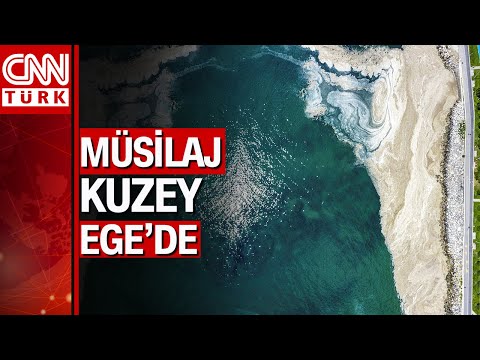 Korkulan oldu deniz salyası (müsilaj) Bozcaada'ya ulaştı...