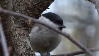 Music Nature.UA.Одещина.Відео Фото Полювання. Гаїчка..пухляк. або гаїчка чорноголова.