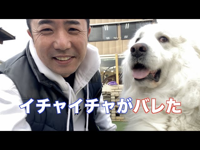暗い中遊ぶグレートピレニーズ