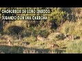 Cachorros de lobo ibérico jugando con una carroña.