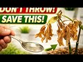 Don’t Throw It Away! This Trick Brings Dying Plants Back to Life 🌱