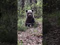 #canada#most#beautiful#baby#bear#try#climbing #tree#views_viral_video_subscribers_grow 🇨🇦🇨🇦🇨🇦🤯🤯🦍🦍