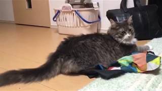 敷物に座る猫 ノルウェージャンフォレストキャットA cat sitting on a rug.Norwegian Forest Cat.