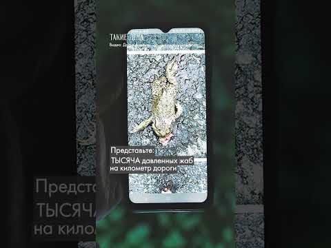 Любовь и смерть серой жабы