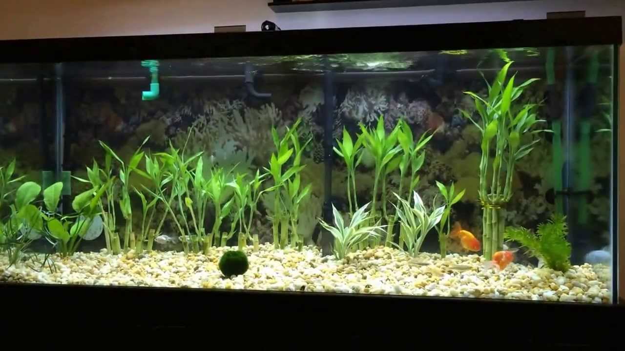 Koi, Ranchu, Goldfish, Live Plants, Moss ball in 75 ...
Moss On Rocks In Aquarium