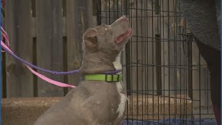 As the government shutdown drags on, St. Louis food pantries and animal shelters are in crisis mode