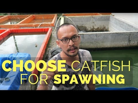 How To Choose Catfish That Ready For Spawning