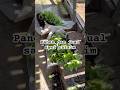 Panen dan jual langsung sawj caisim di kebun #berkebun #sawicaisim #samarinda