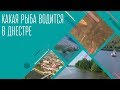 Какая рыба водится в Днестре