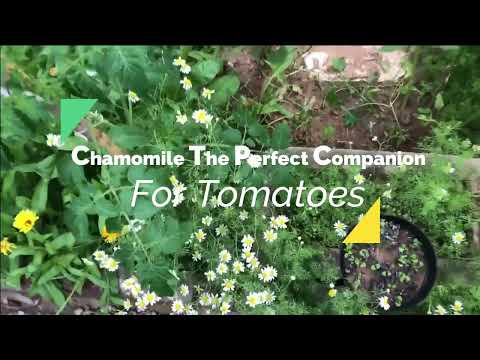 Vídeo: Companions For Chamomile - Aprenda sobre o plantio de companheiros com camomila