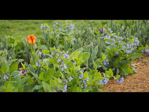 Video: Virciniya Bluebells Necə Yetişdirilir: Bağçalarda Virciniya Bluebells əkmək