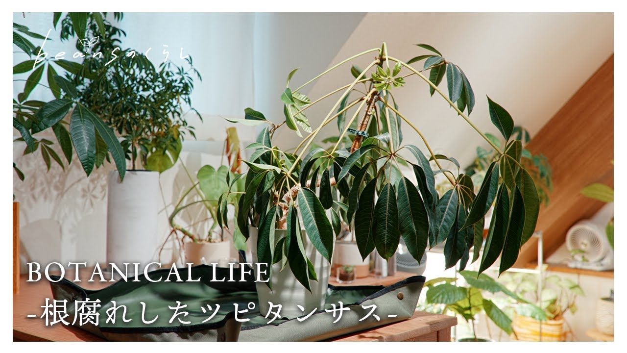 植物が根腐れしてしまった…新居で迎えた初めての夏の大失敗。