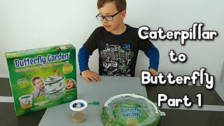 Caterpillar to Butterfly growing kit Part 1