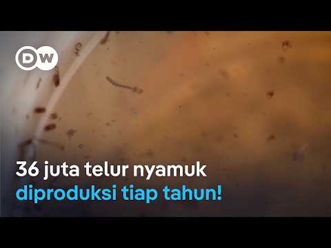 Ilmuwan Indonesia ubah nyamuk mematikan jadi tidak berbahaya | #EcoAsia