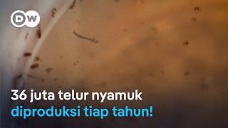 Ilmuwan Indonesia ubah nyamuk mematikan jadi tidak berbahaya | #EcoAsia