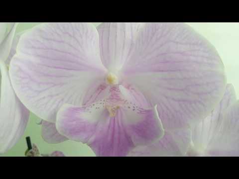 Vídeo: Como Escolher A Phalaenopsis Certa