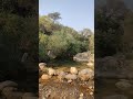 Check Green in the month of December #mountains #shorts #ytshorts #foryou #travel #viralvideo #