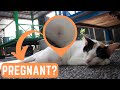 Is Your Cat Pregnant? Watch Out for These 7 Symptoms and Signs