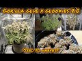 GORILLA GLUE X GLOOKIES 2.0 | SAMEN ZUR ERNTE | EINFACHER BIO ANBAU | SPIDER FARMER | 420Lexikon