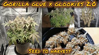 GORILLA GLUE X GLOOKIES 2.0 | SAMEN ZUR ERNTE | EINFACHER BIO ANBAU | SPIDER FARMER | 420Lexikon