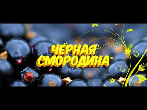 ♫♬ Черная смородина / Sevenrose / Новинка 2021