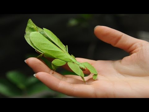 Video: Muhteşem Kolza Yaprağı Böceği