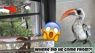 Wild Hornbill In Florida?! *Crazy Rare Rescue!*