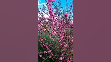 سورة التكاثر رقم (102) بصوت القارئ الزين محمد أحمد صديق رحمه الله، اللهم صل وسلم على نبينا محمد