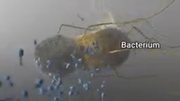 Restriction Enzymes Explained | How Molecular Scissors Work!