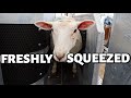 EASY PEASY, SHEEPY SQUEEZY?  | Does this thing really work? | Vlog 443