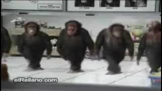 Monkey Riverdance