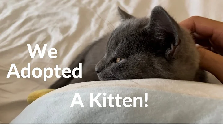 We adopted a kitten!