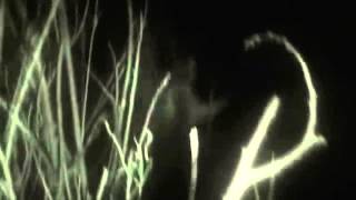The X Species - Bigfoot Evolution - Found Footage Trailer
