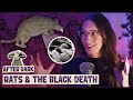 Did Rats Really Cause The Black Death? | After Dark