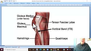 Musculo-skeletal Module ,Anatomy of Lower Limb in Arabic 9 (Gluteal Muscles ,part 1) , 20